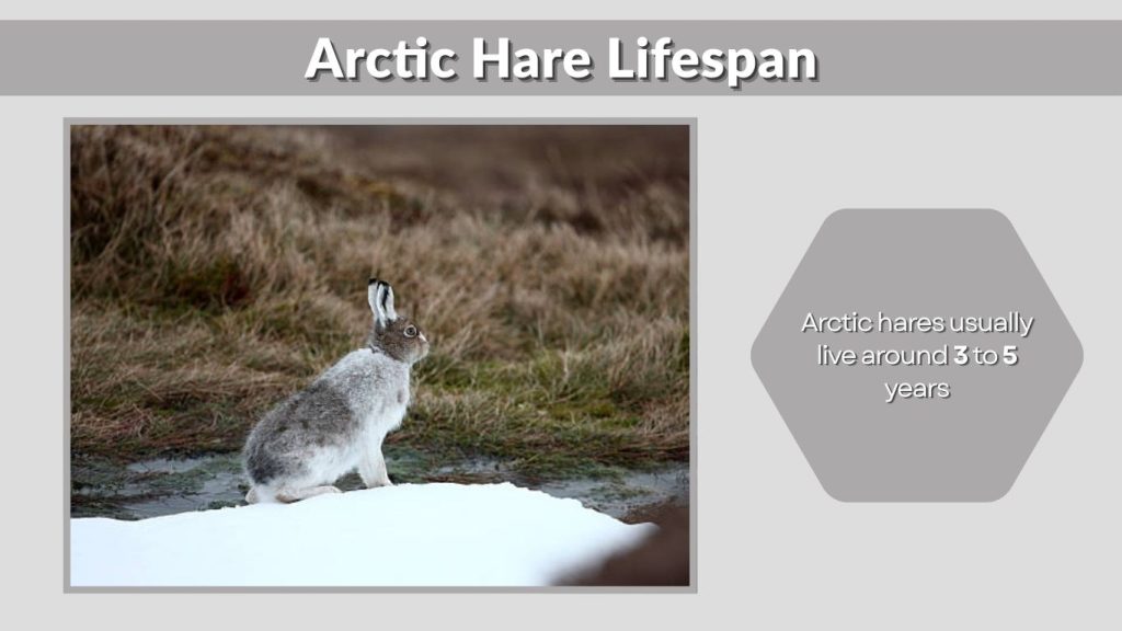 Arctic Hare Lifespan