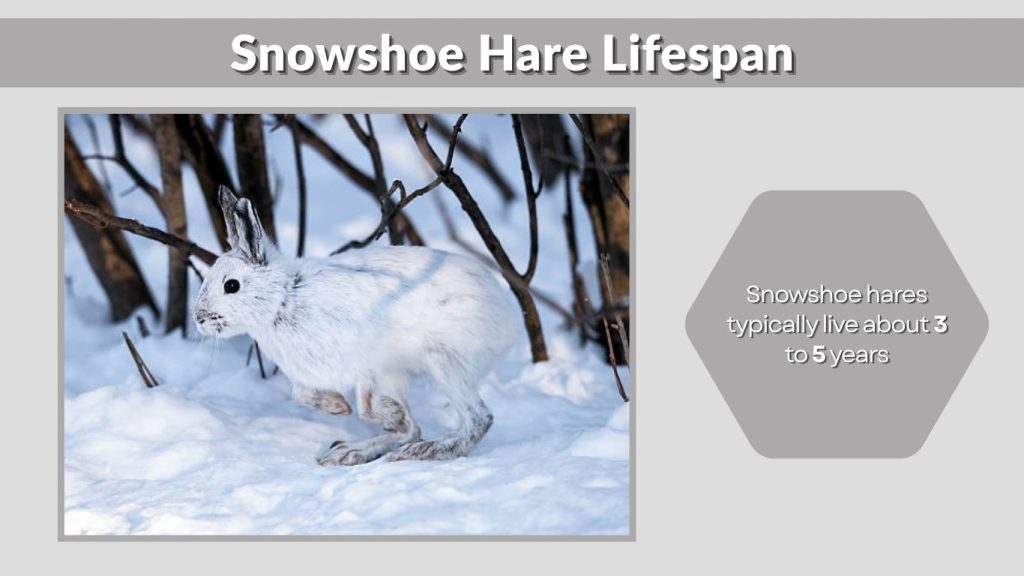 Snowshoe Hare Lifespan