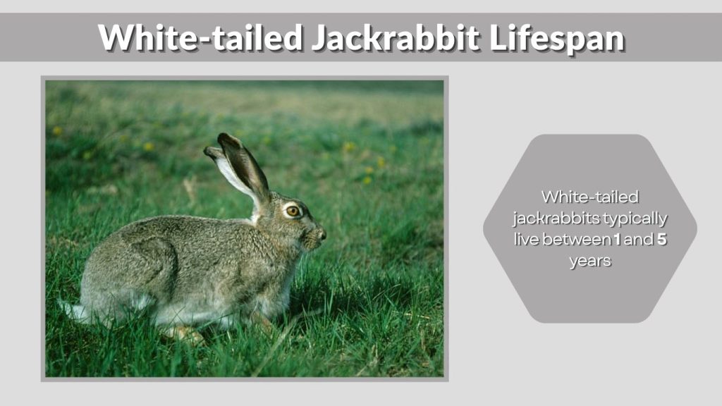 White-tailed Jackrabbit Lifespan