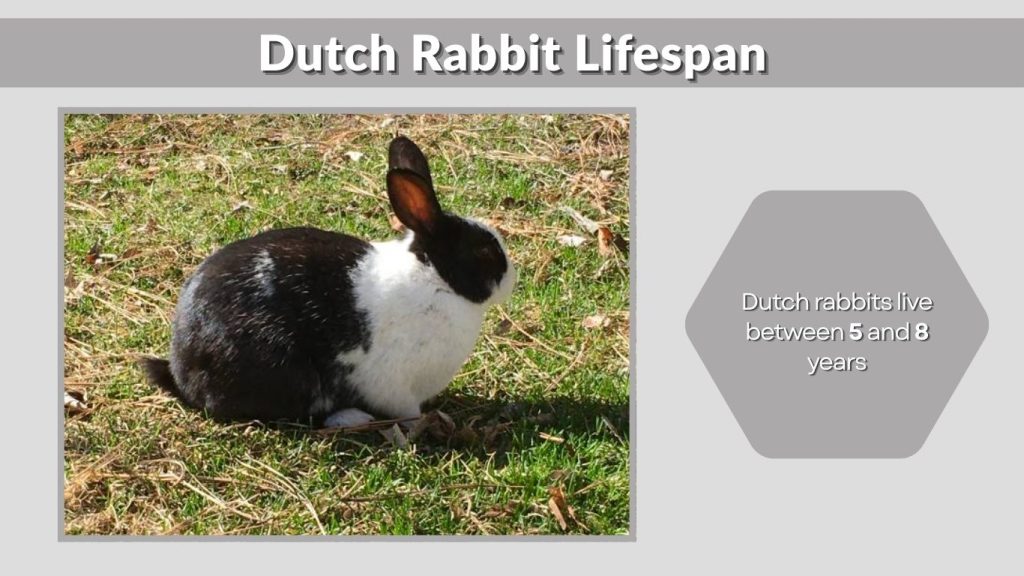 Dutch Rabbit Lifespan