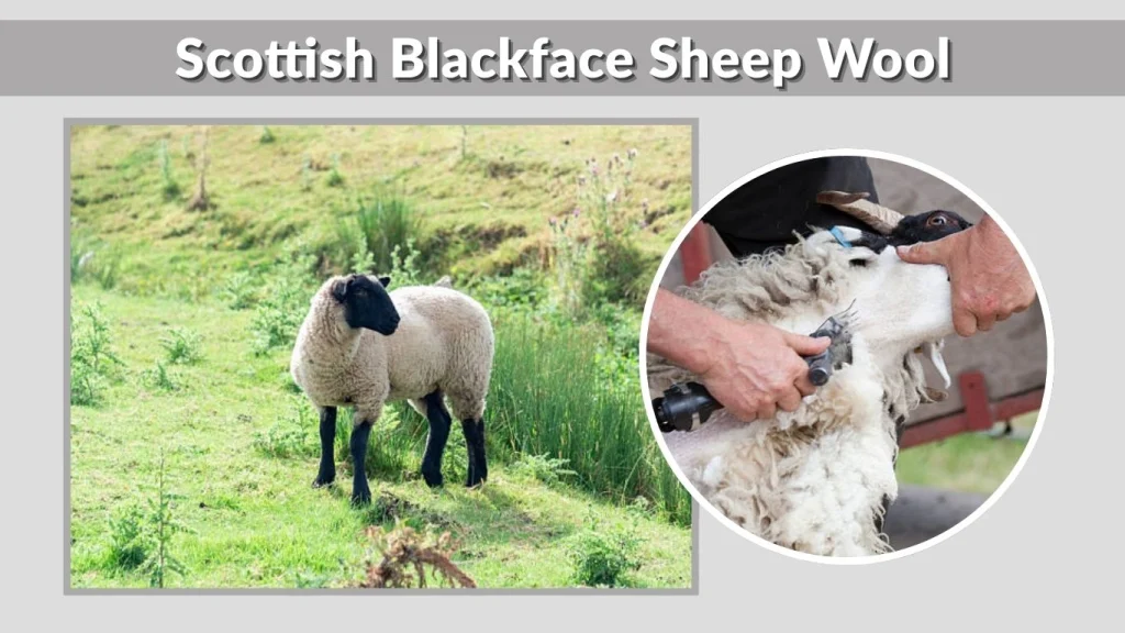 Scottish Blackface Sheep Wool
