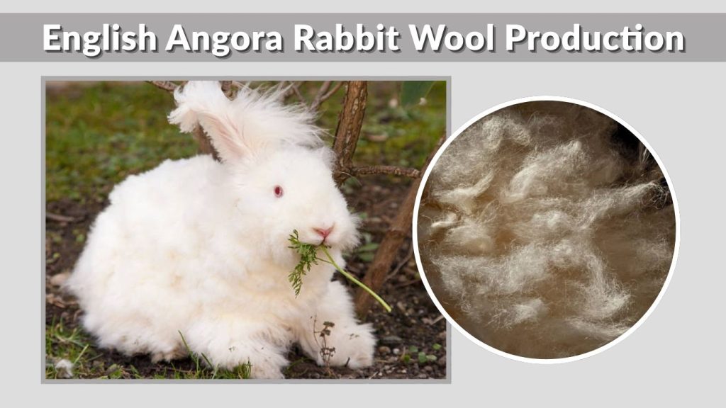 English Angora Rabbit Wool Production