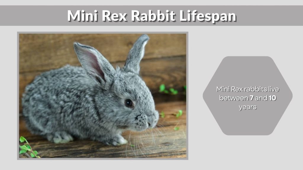 Mini Rex Rabbit Lifespan