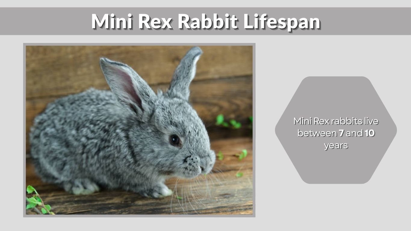 Mini Rex Rabbit Age Mini Rex Rabbit: Characteristics, Diet, Lifespan, and Care Guide