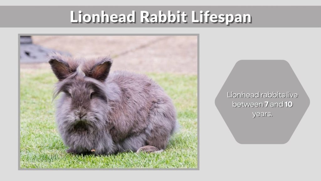 Lionhead Rabbit Lifespan