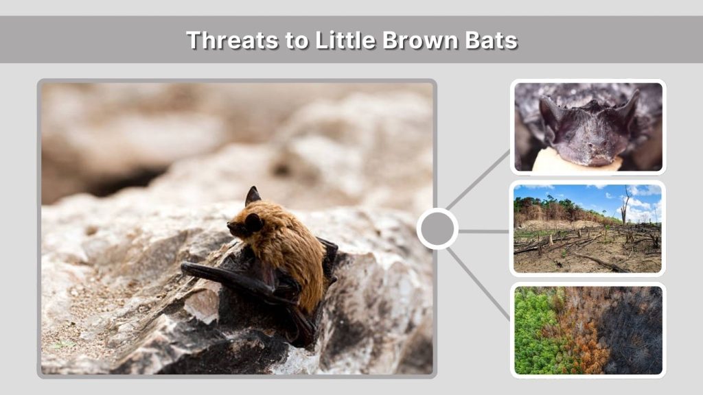 Threats to Little Brown Bats