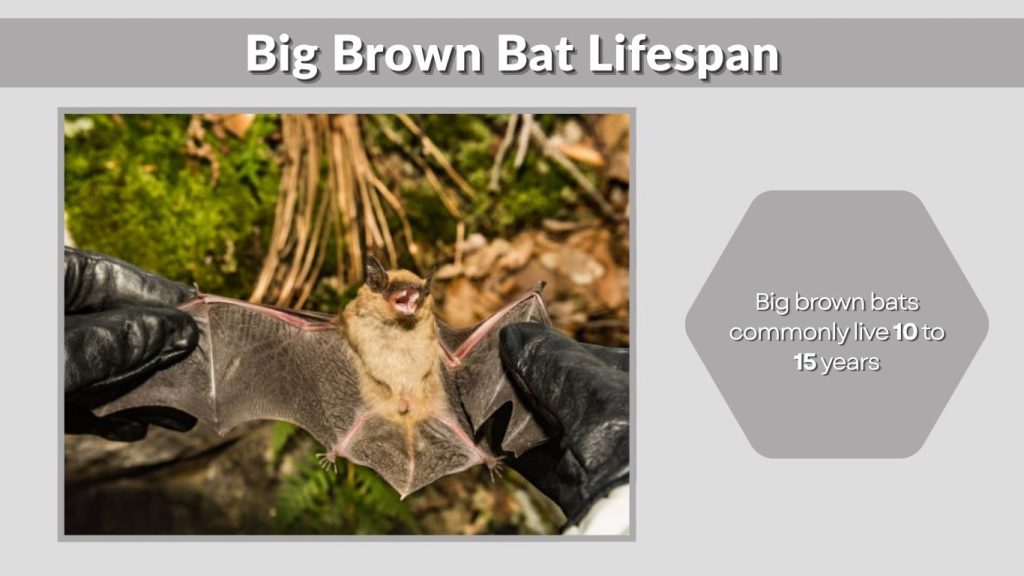 Big Brown Bat Lifespan