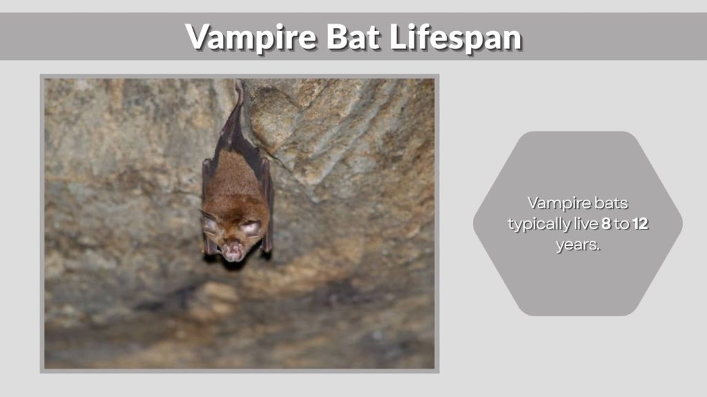 Vampire Bat Lifespan