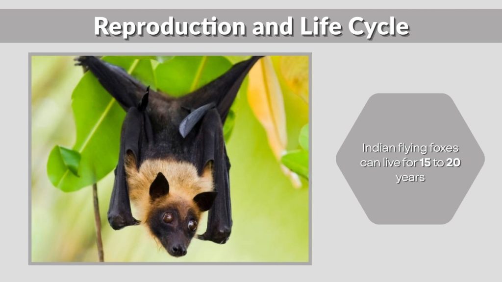 Reproduction and Life Cycle