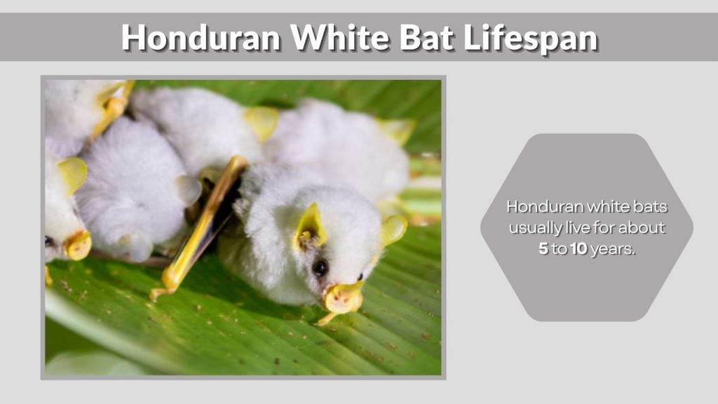 Honduran White Bat Lifespan