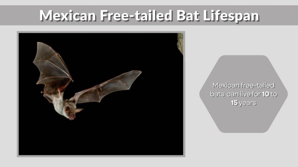 Mexican Free-tailed Bat Lifespan