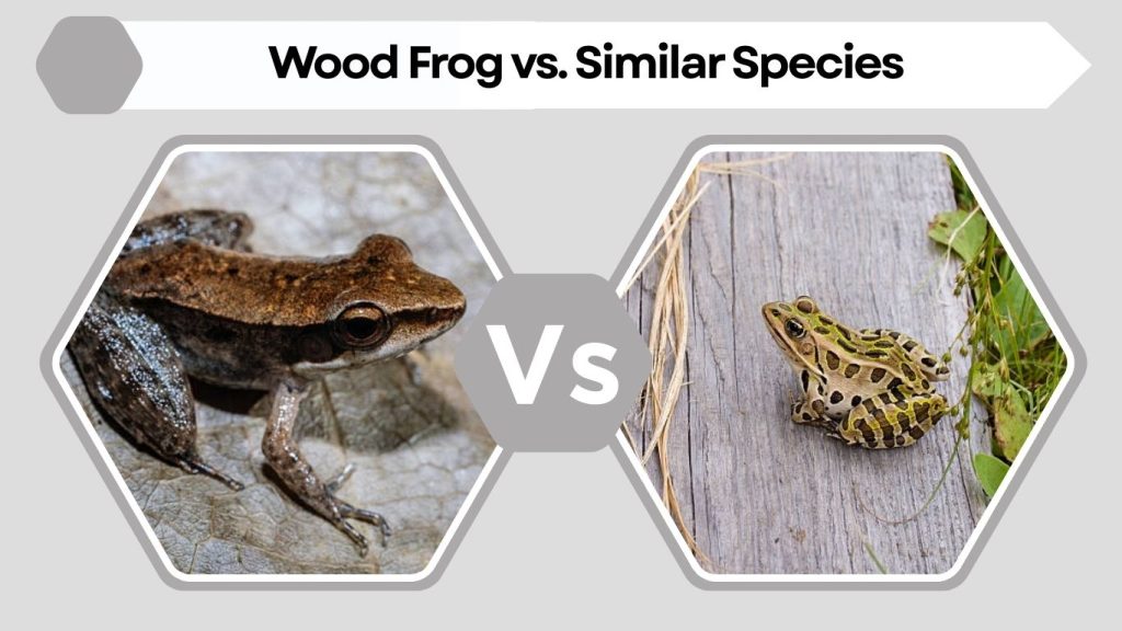 Wood Frog vs. Similar Species