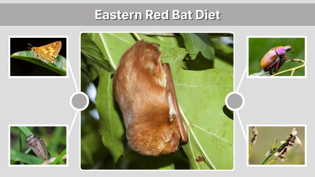 Eastern Red Bat Diet