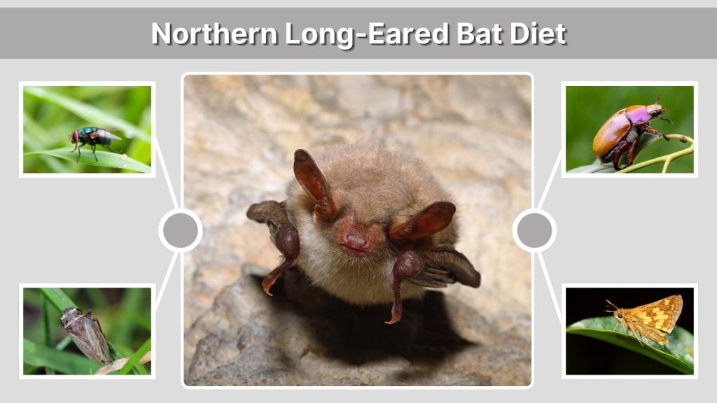 Northern Long-Eared Bat Diet