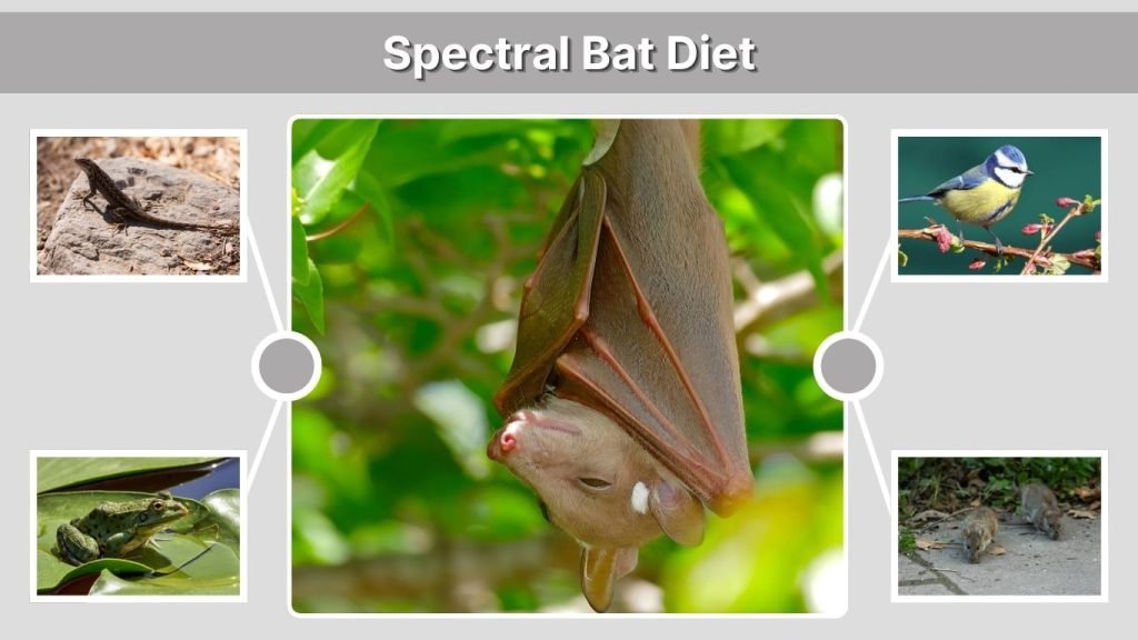 Spectral Bat Diet