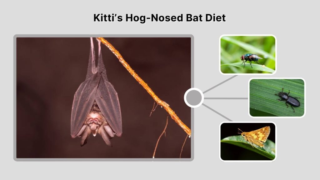Kitti’s Hog-Nosed Bat Diet