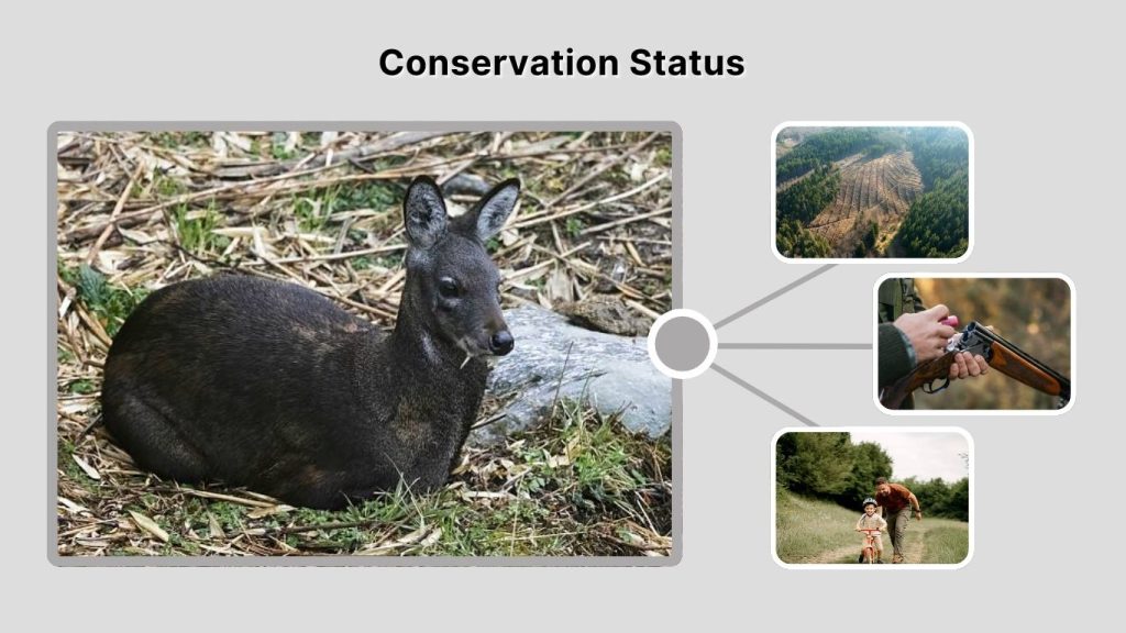Conservation Status