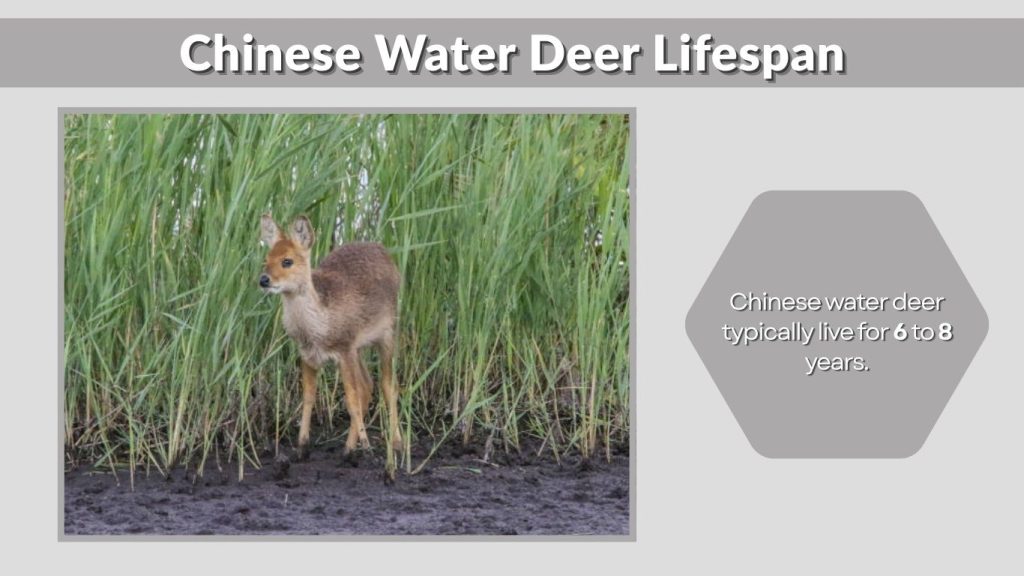 Chinese Water Deer Lifespan