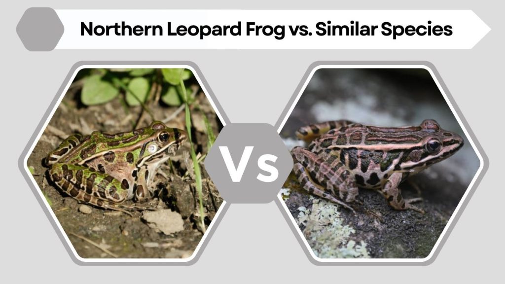 Northern Leopard Frog vs. Similar Species