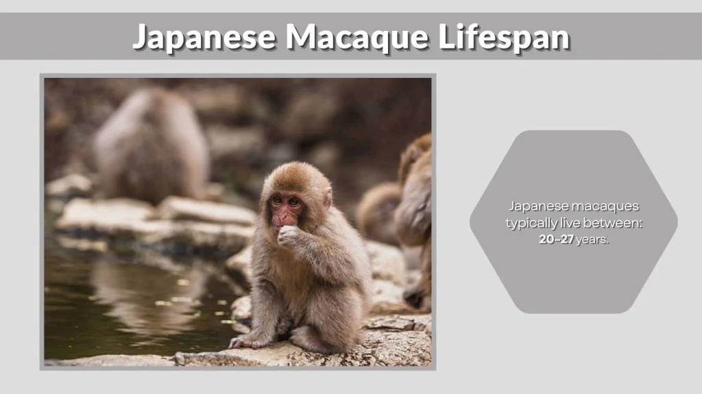 Japanese Macaque Lifespan