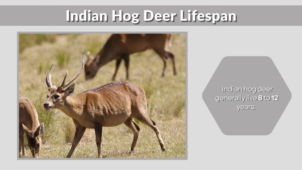 Indian Hog Deer Lifespan