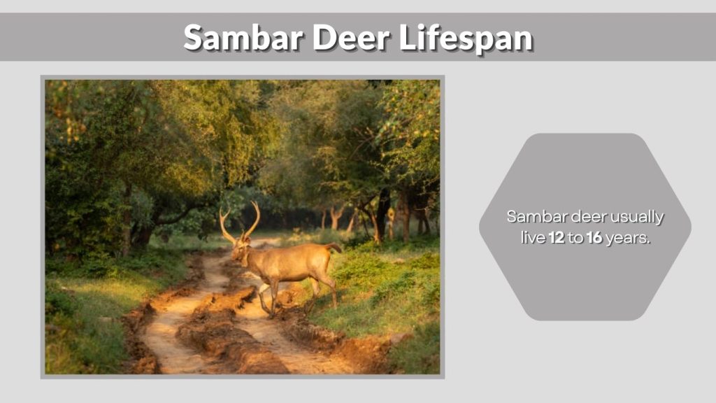 Sambar Deer Lifespan
