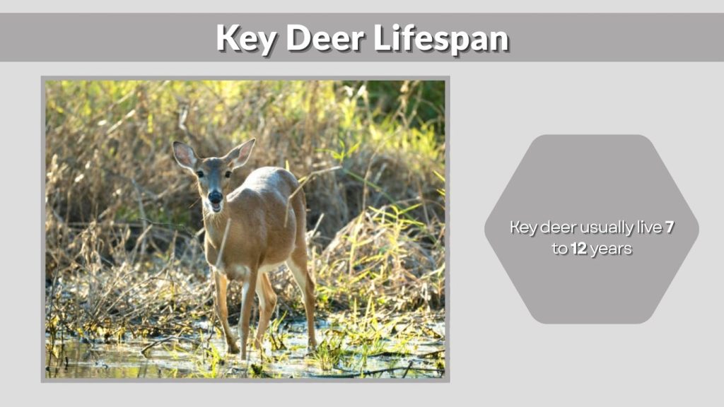 Key Deer Lifespan
