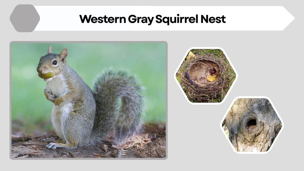 Western Gray Squirrel Nest
