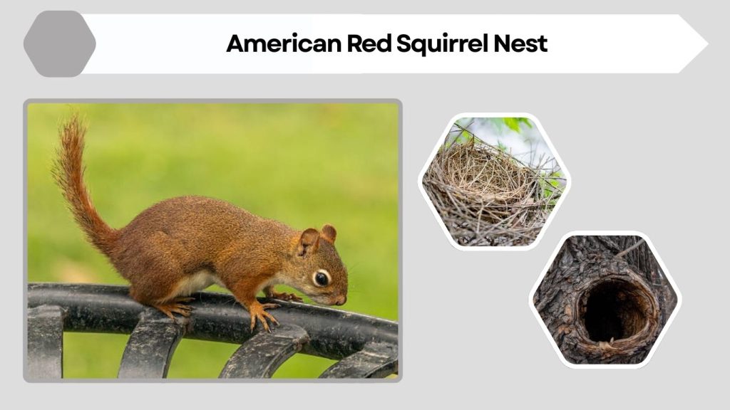 American Red Squirrel Nest