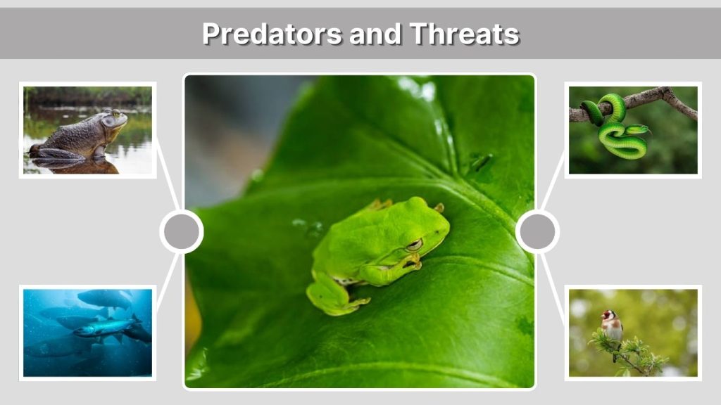 Predators and Threats