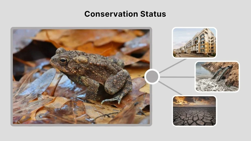 Conservation Status