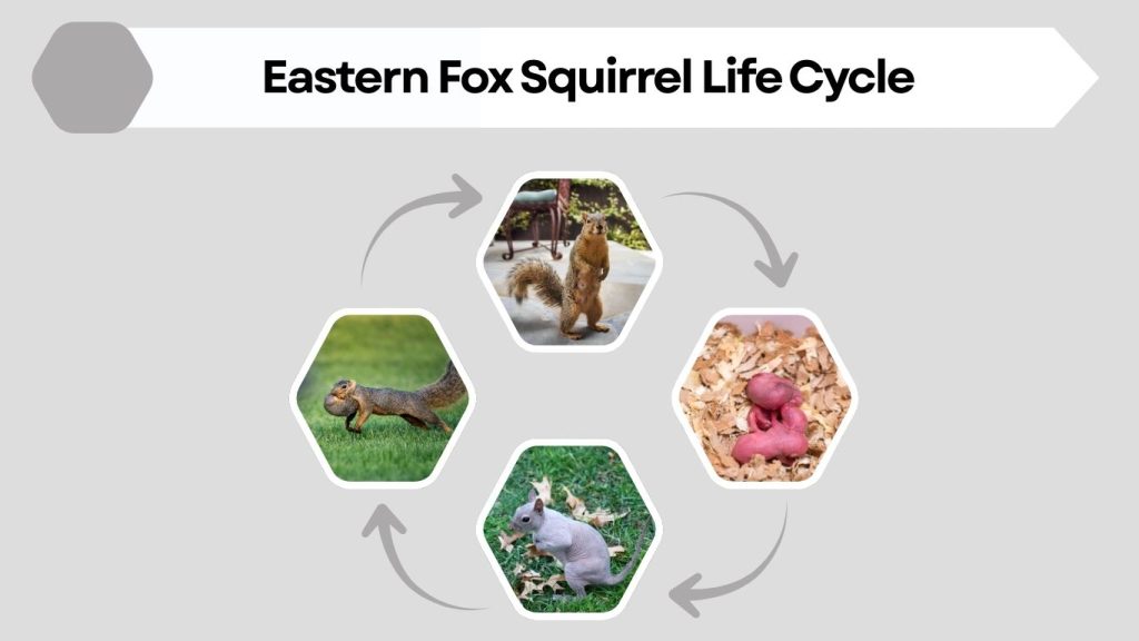 Eastern Fox Squirrel Life Cycle