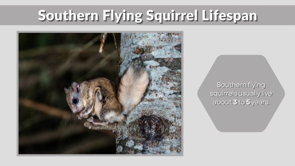 Southern Flying Squirrel Lifespan