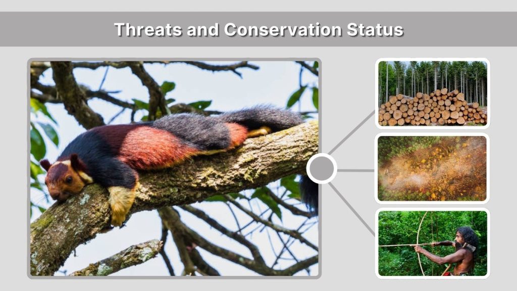 Threats and Conservation Status