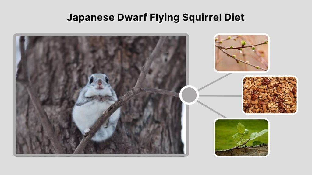 Japanese Dwarf Flying Squirrel Diet