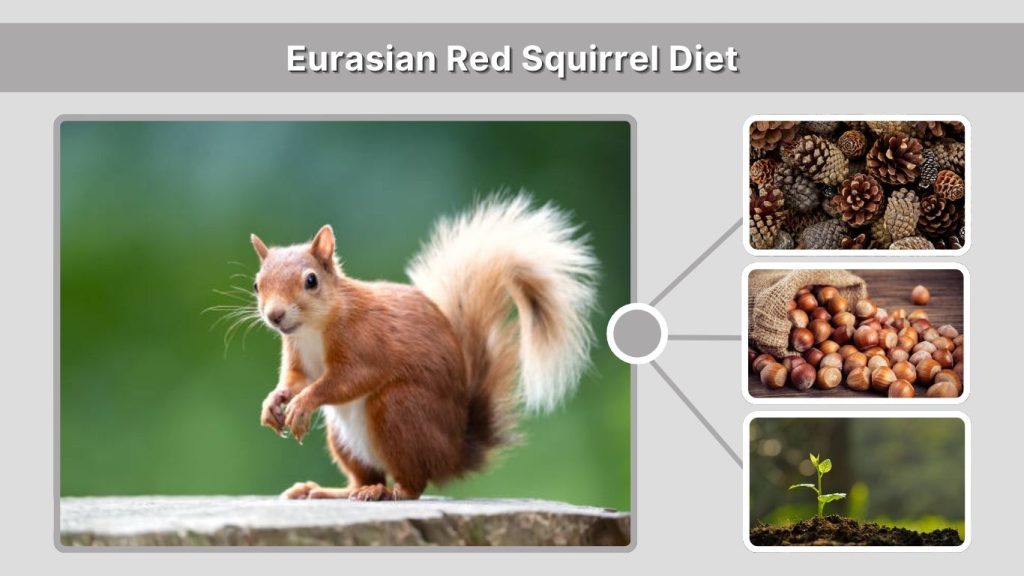 Eurasian Red Squirrel Diet