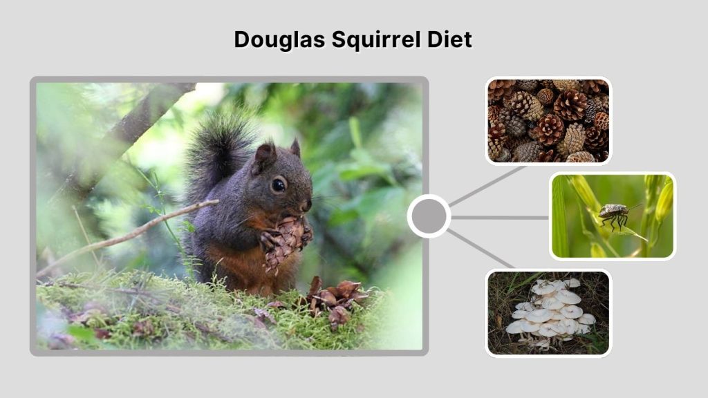 Douglas Squirrel Diet