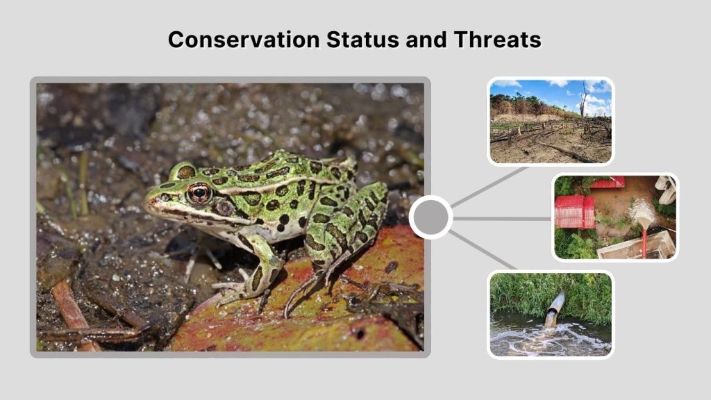 Conservation Status and Threats