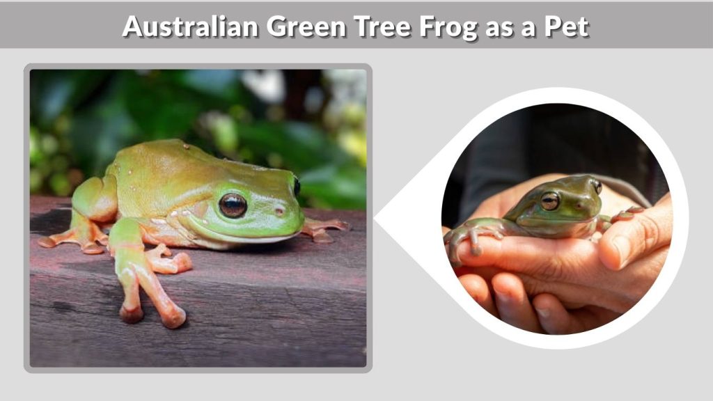 Australian Green Tree Frog as a Pet