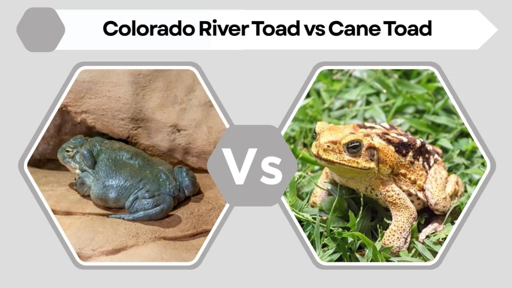Colorado River Toad vs Cane Toad
