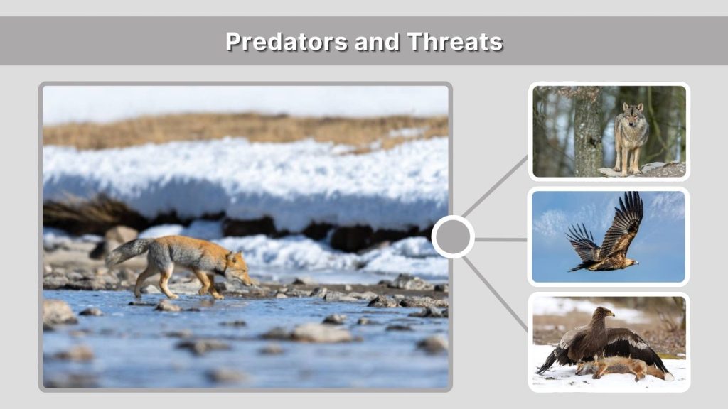 Predators and Threats