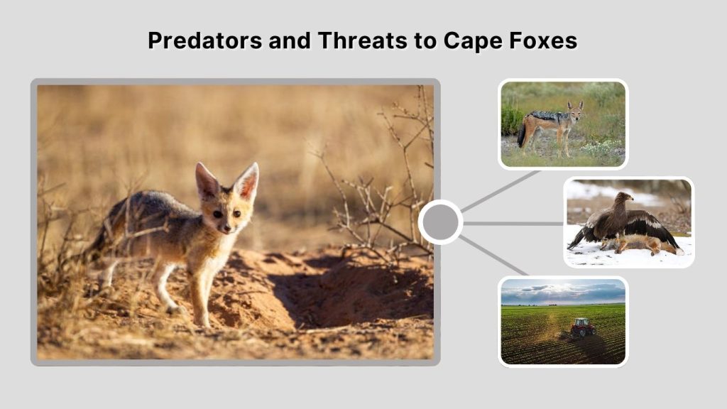 Predators and Threats to Cape Foxes