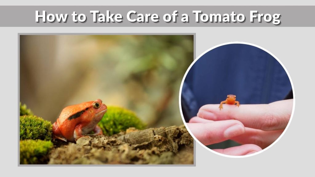 How to Take Care of a Tomato Frog (Step-by-Step)