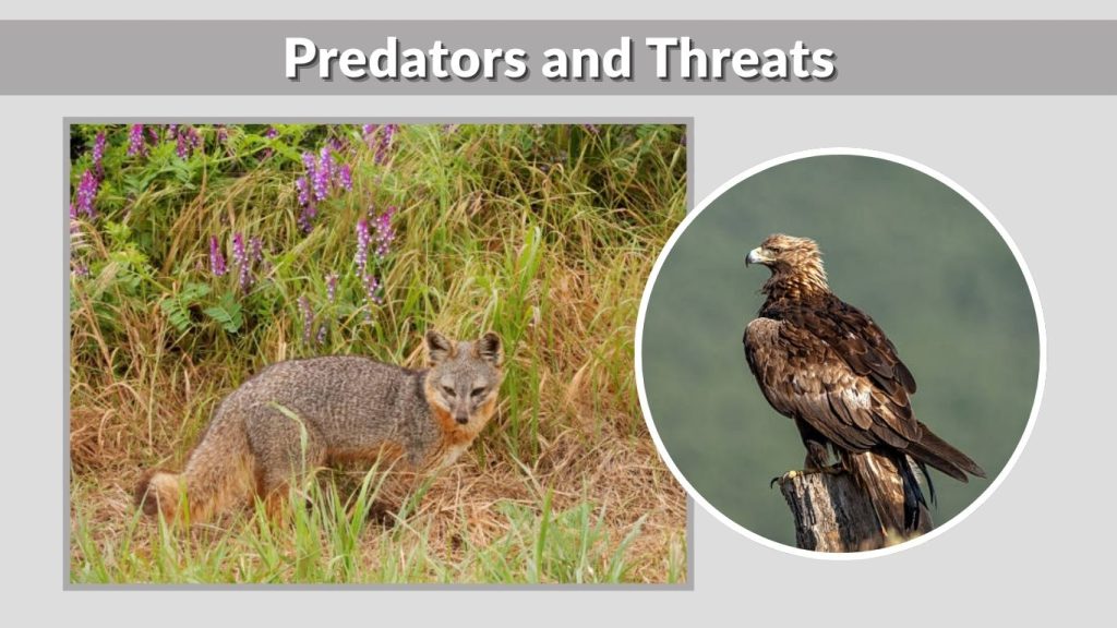 Predators and Threats