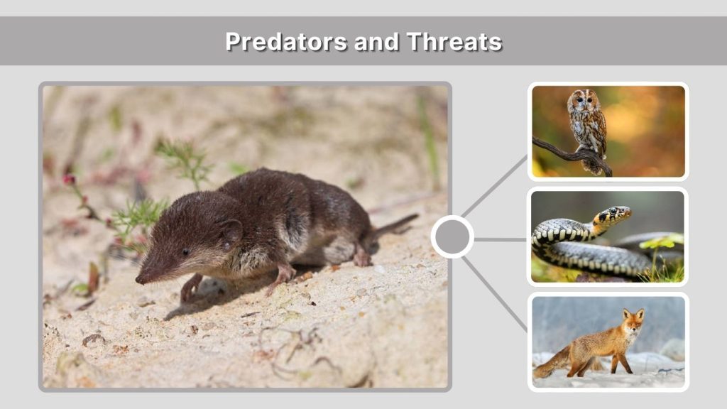 Predators and Threats