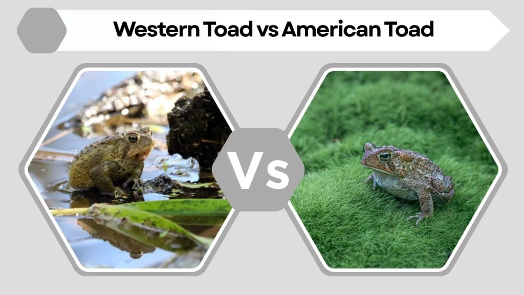 Western Toad vs American Toad