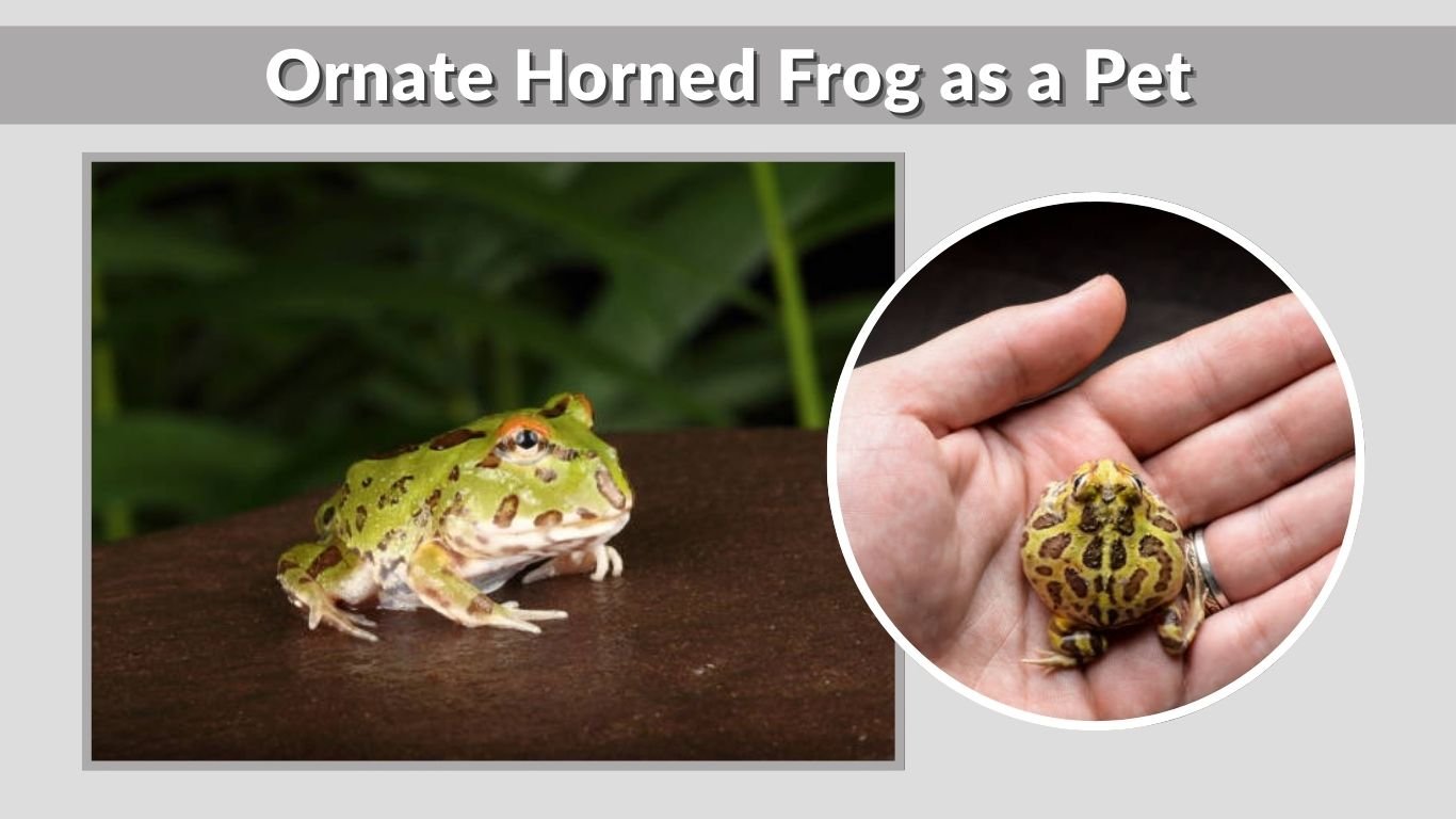 Ornate Horned Frog: Size, Care, Lifespan & Facts & Lifespan
