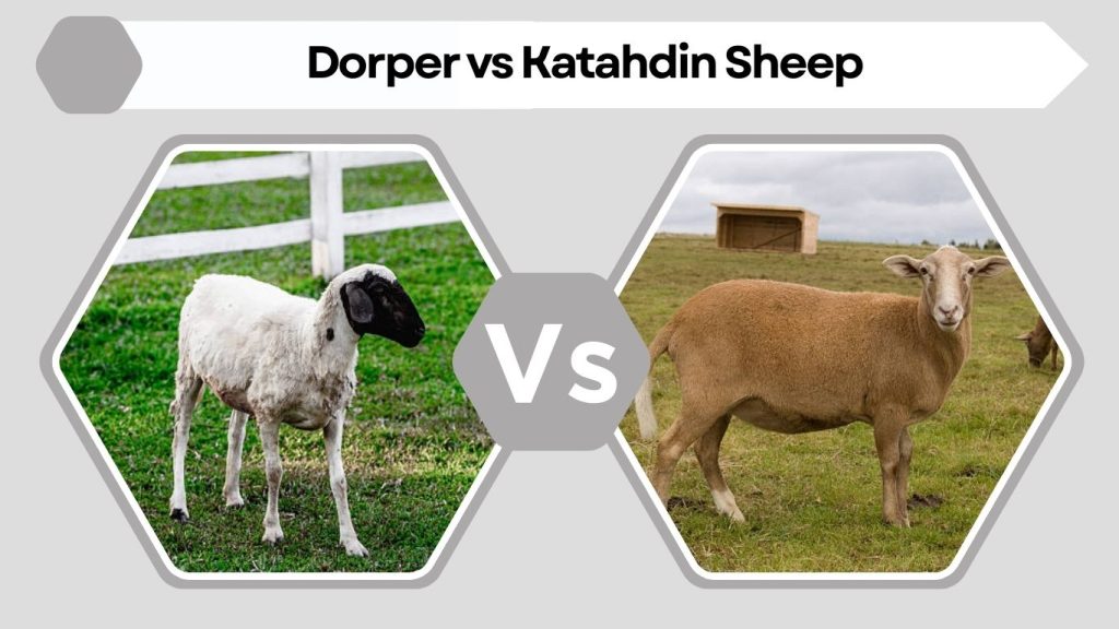 Dorper vs Katahdin Sheep