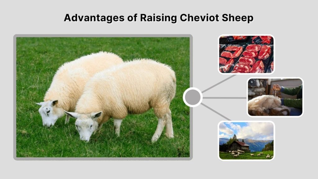 Advantages of Raising Cheviot Sheep