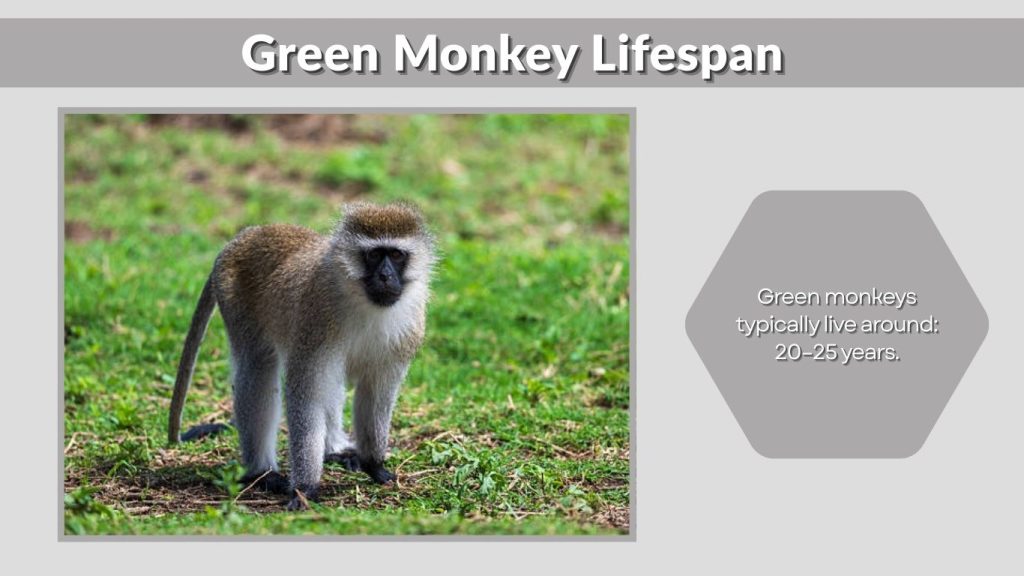 Green Monkey Lifespan